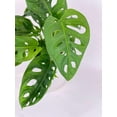 thumbnail image 4 of Monstera Adansonii - Live Air-Purifying Indoor Plant in Nursery Pot – Easy Care, Low Maintenance Houseplant for Home & Office Decor, Natural Air Cleaner, Best for Beginners (6"Pot, BlackCylinder), 4 of 8