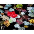 thumbnail image 2 of Pollard, David W. 24x19 White Modern Wood Framed Museum Art Print Titled - Autumn Leaves, 2 of 4