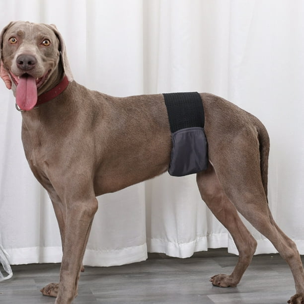 Dog hot sale diapers walmart