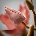 thumbnail image 2 of 27"H Sullivans Blush Magnolia Blooming Branch, Pink, 2 of 3
