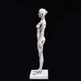 thumbnail image 3 of Human Anatomy Model Female Anatomy Figure Superficial Muscle Anatomy Model Lab Ornament Anatomical Reference for Artists, 3 of 6