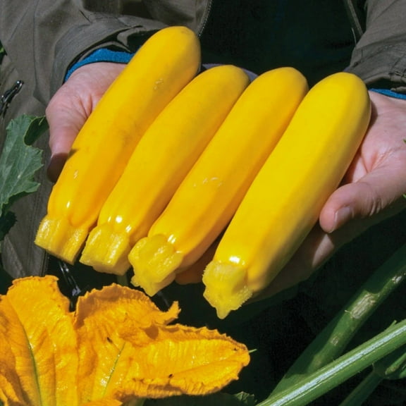 Squash Seeds - Yellowfin Organic Variety Squash Seeds - Non-GMO - 50 Seeds