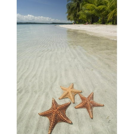 Starfish Beach, Bocas Del Drago, Isla Colon, Bocas Del Toro, Panama, Central America Print Wall (Best Places To Live In Panama Central America)