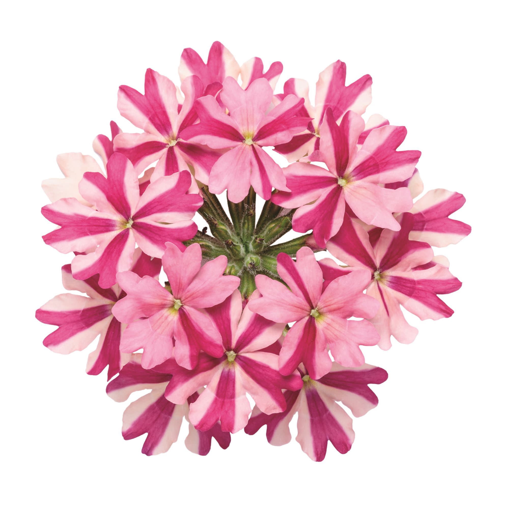 Proven Winners 4" Multicolor Superbena Cherryburst Verbena Live Plant in 4.25" Pot (4 Count)