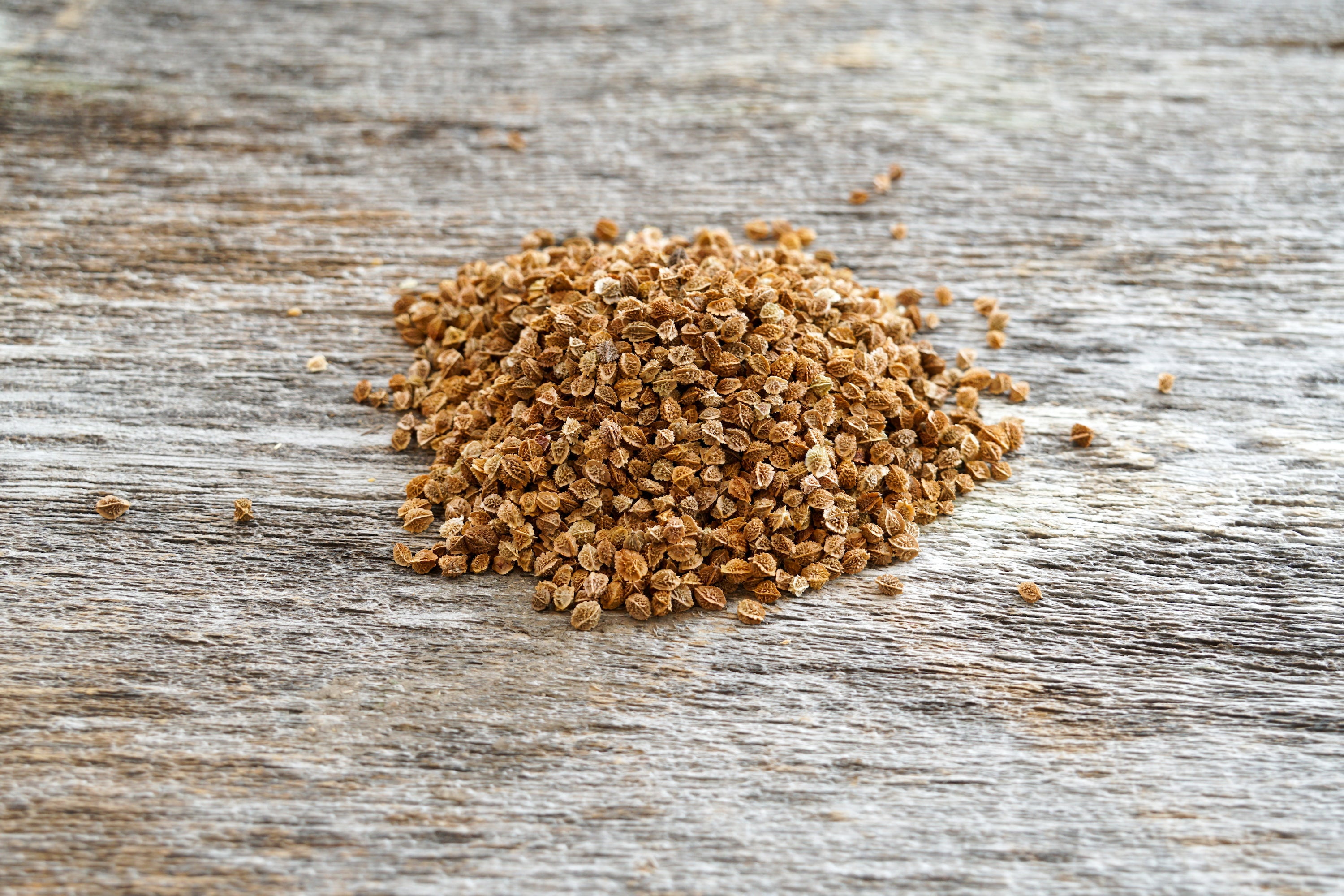 Hale Habitat & Seed Small Burnet Food Plot Seed, 5 lbs