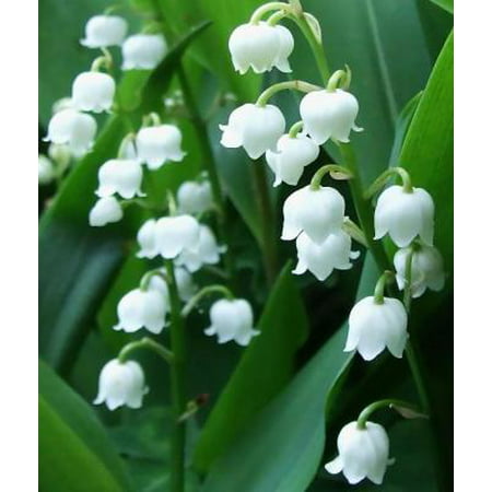 Classy Groundcovers - Lily of the Valley May Lily, May Bells, Lily Constancy, Ladder-to-Heaven, Male Lily, Muguet, Our Lady's Tears {25 Bare Root