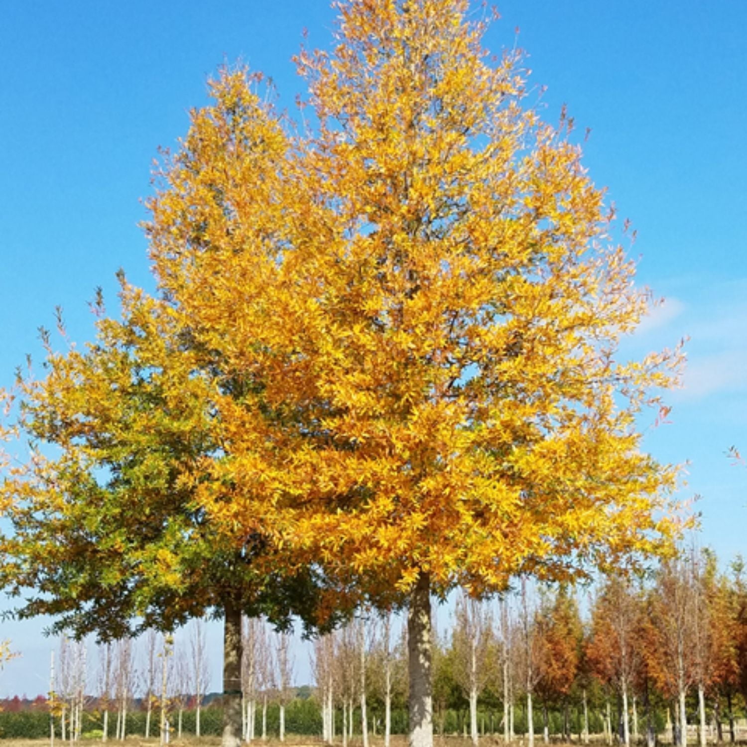 Expert Gardener 3-4 ft. tall Willow Oak Live Tree in 7- Gallon Grower Pot