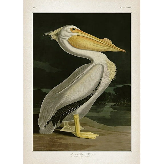 American White Pelican Print Wall Art, Modern Wall Decor For Living Room Bedroom, 8x12 UNFRAMED