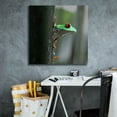thumbnail image 5 of Epic Graffiti 'Red Eyed Tree Frog' by Dana Brett Munach, Canvas Wall Art, 26"x26", 5 of 8