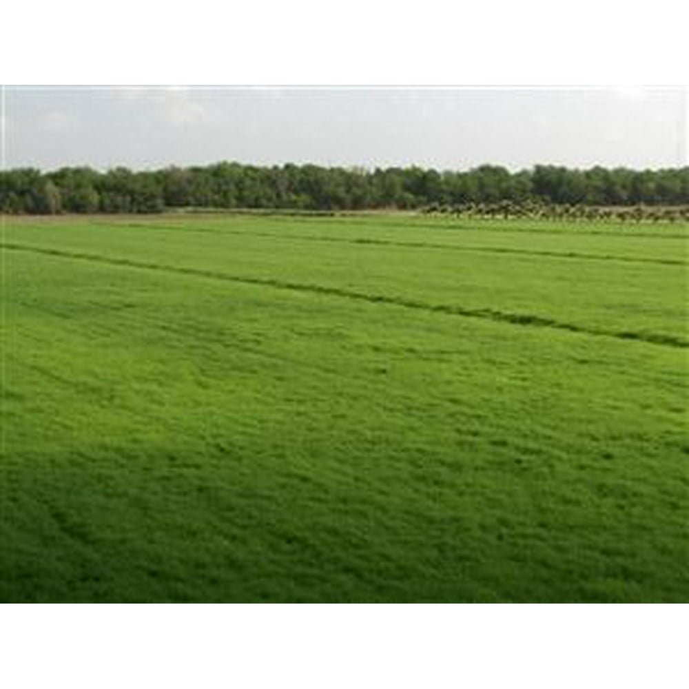 Bermuda Grass Seed Coated/Hulled 20 Lbs.