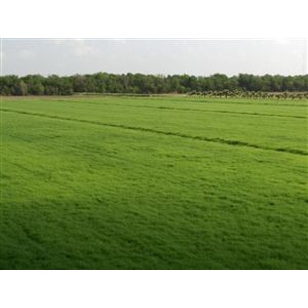 Bermuda Grass Seed Coated/Hulled 20 Lbs.