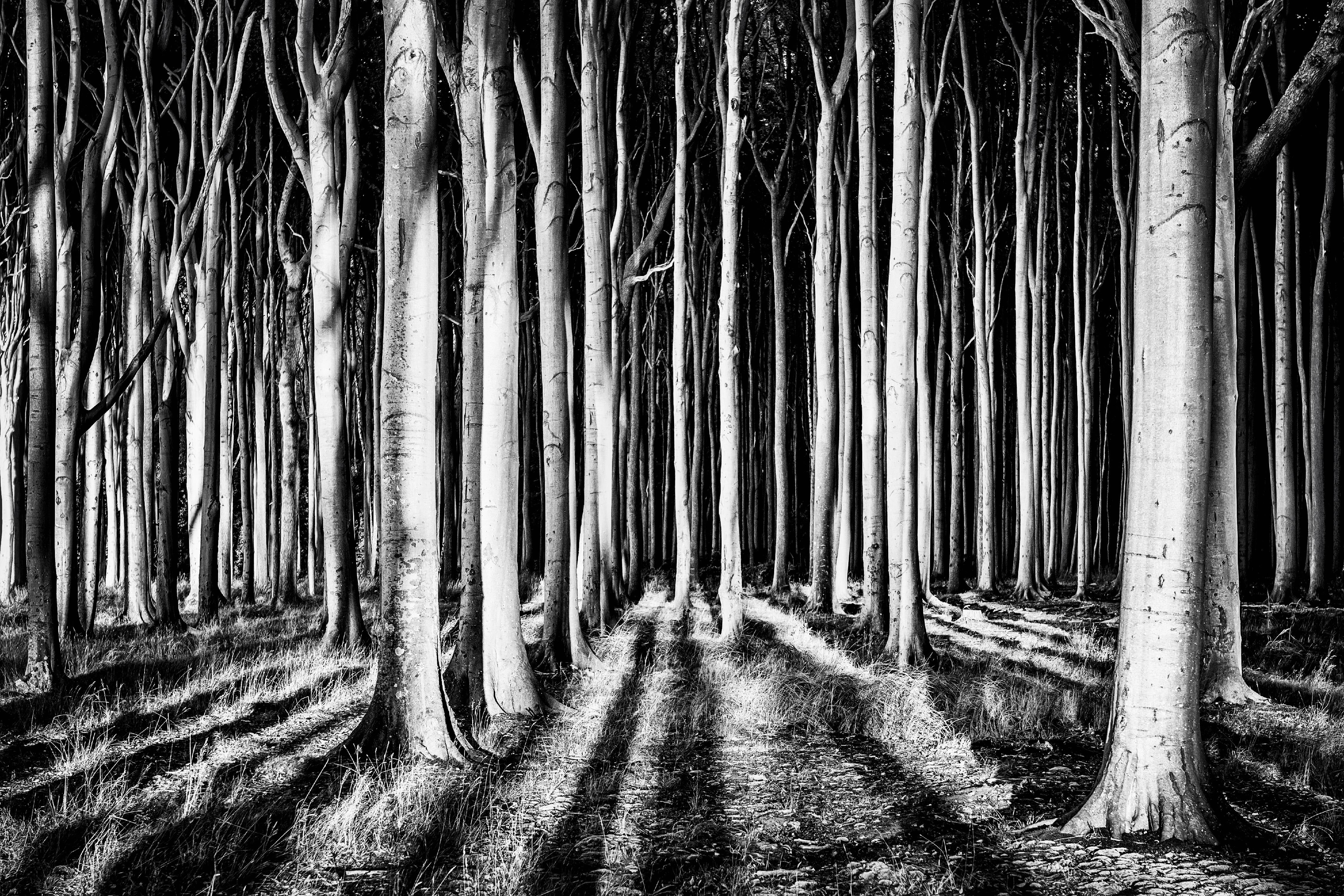 3 Panel Photo Big Canvas Wall Art Black and White Forest Canvas Photo