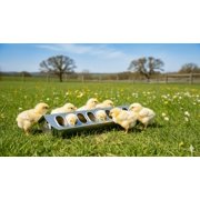 Miller Manufacturing Slide Top Poultry Feeder, 12"