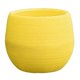 thumbnail image 1 of /Cactus tenedor bonsái agujero de Amarillo Sunnimix mini macetas suculentas, 1 of 8
