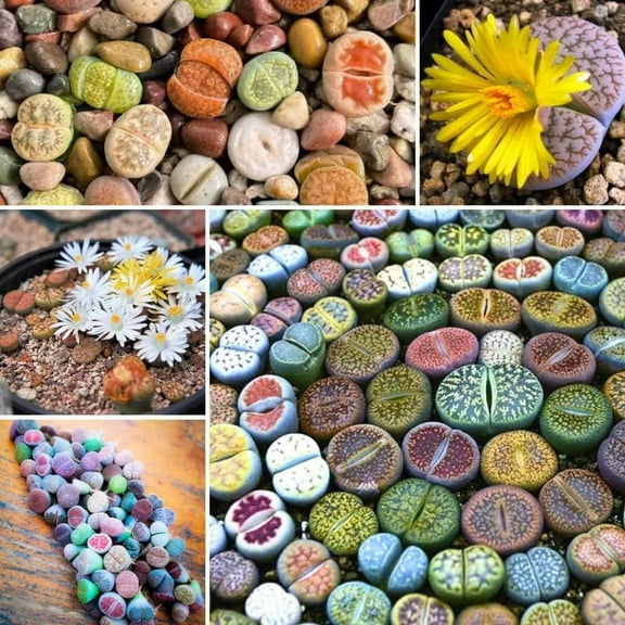 Lithops Live Plants Mix, 30 Colorful Lithops Succulents Plants Live, Rocks Living Stones Succulent for Planting Indoors Outdoors