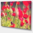 thumbnail image 2 of Coquelicots Rouges sur Fond Vert - Grande Impression sur Toile Fleur, 2 of 3