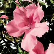 Encore Azalea Autumn Debutante (2 Gallon) Pink Flowering Shrub - Full Sun Live Outdoor Plant