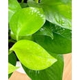 thumbnail image 3 of House Plant 4-POTHOS-GREEN Green Queen Pothos Plant in 4 in. Pot, 3 of 5