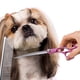 thumbnail image 4 of Juego de tijeras profesionales con mango rojo rosa de 7 ", 4 Uds., tijeras de peluquería para cuidado de mascotas, 4 of 5