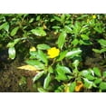 thumbnail image 3 of 1000 Yellow SEEDBOX (Bushy Water Primrose / Rattlebox / False Loosestrife) Ludwigia Alternifolia Flower Seeds, 3 of 5