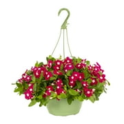 Expert Gardener 1.5G Red Trailing Vinca Live Plants with Hanging Basket