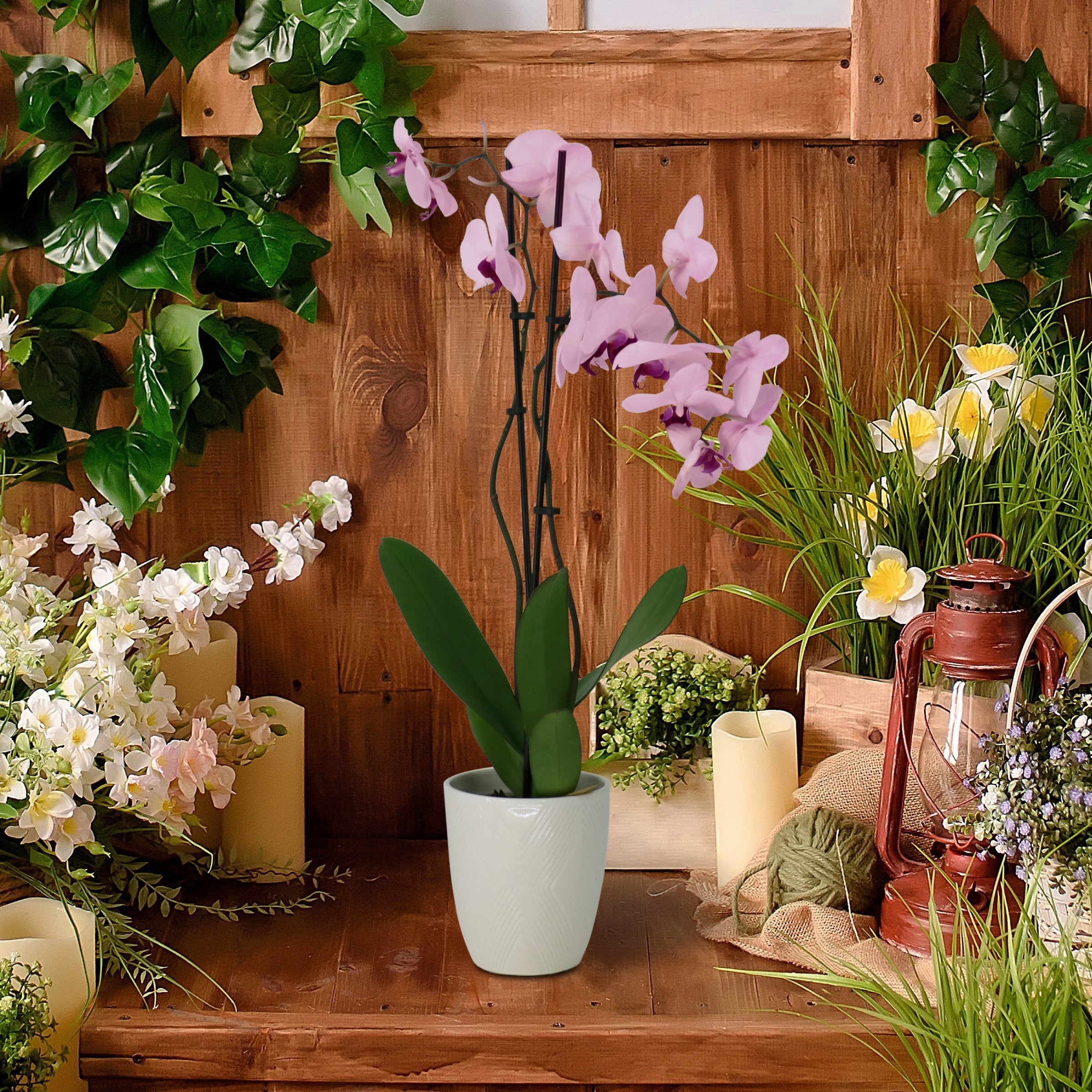 5 in. Superior Multi-Stem Blushing Pink Phalaenopsis Orchid in Luxe Designer Ceramic Planter