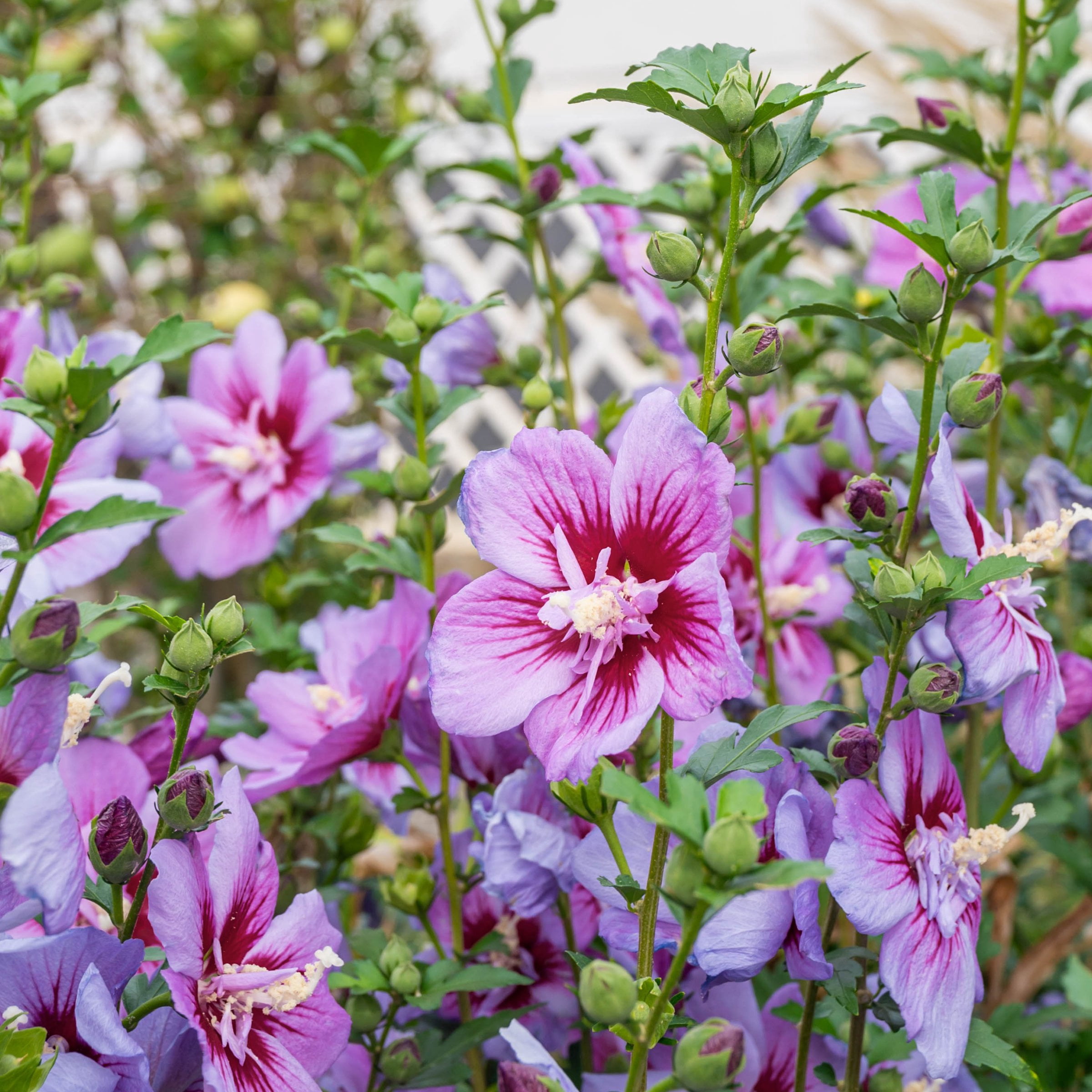 National Plant Network 3 gal. Hibiscus Purple Pillar Live Shrub
