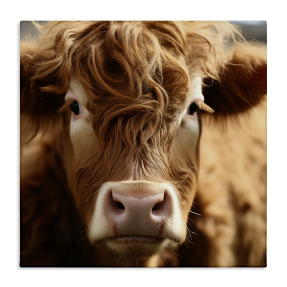 Stupell Industries Close Up Furry Cow Portrait Animals Photography Wrapped Canvas Canvas Art Print Wall Art, 17 x 17