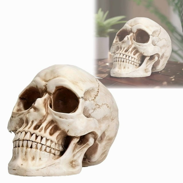 Cqxid Desktop Dress Up Under $15 Home & Garden Desktop Ornament Human Head Model For Home Decoration Halloween Statue Human Adult Head Bone Model