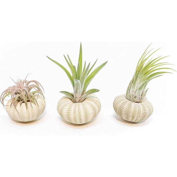 Air Plant Shop 3 Pack Green Sea Urchins with Assorted Air Plants