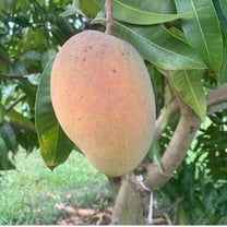 Angie semi dwarf Mango TREE GRAFTED ships in 3 gallons pot free to all states. 1-2 years to fruit.