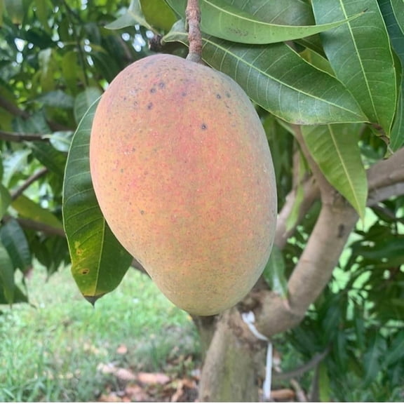 Angie semi dwarf Mango TREE GRAFTED ships in 3 gallons pot free to all states. 1-2 years to fruit.