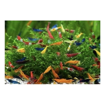 Drevy 10 Mixed neocaridina Shrimp Skittles Live Freshwater Aquarium Shrimp breeding Age Young Adults 1/2 -1 inch Long Live Arrival Guarantee