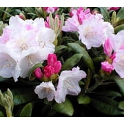 ( 1 ) - Yaku Princess Rhododendron - Starter Plant ( 7L ) ( 1 live plant )