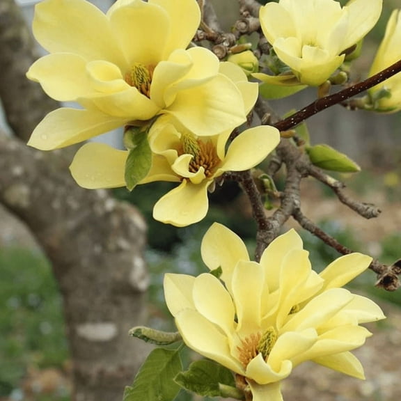 Yellow Magnolia Plant Live, Yellow Magnolia Flower in 2.5 Inches Pot, Outdoor Gardening