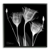 Stupell Industries Contemporary Tulip X-Ray Botanical & Floral Photography Black Framed Art Print Wall Art, 17 x 17