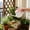 Pink, variant on Horticultural Watering Spray Pot Household Watering Pot Long Spout Showerhead Pot Vegetable Watering Spray Pot Flower Watering Pot Watering Kettle