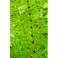 thumbnail image 2 of Bob Stefko 17x24 Gallery Wrapped Canvas Wall Art Titled - Horsetail Plant, 2 of 4