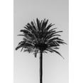 thumbnail image 2 of Studio III 17x24 White Modern Wood Framed Museum Art Print Titled - Studio III - Palm 003, 2 of 4