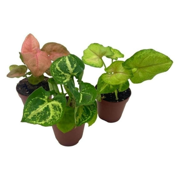 BubbleBlooms Syngonium Variety Assortment, 3 Different syngonium Plants, Pink Strawberry, Cream Allusion, Green Emerald, 2 inch Pot