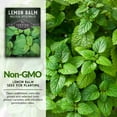 thumbnail image 2 of 3 Packs Lemon Balm - Non-GMO Heirloom Herb Seeds - Full Sun Perennial, 2 of 8