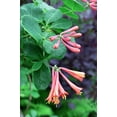 thumbnail image 2 of Dropmore Scarlet Honeysuckle by RedCrocus- Vibrant Red-Orange Clusters, Fragrant, Pollinator-Attracting, Container & Garden Plant, Deciduous, Well-Drained Soil 3 Gallon, 2 of 18