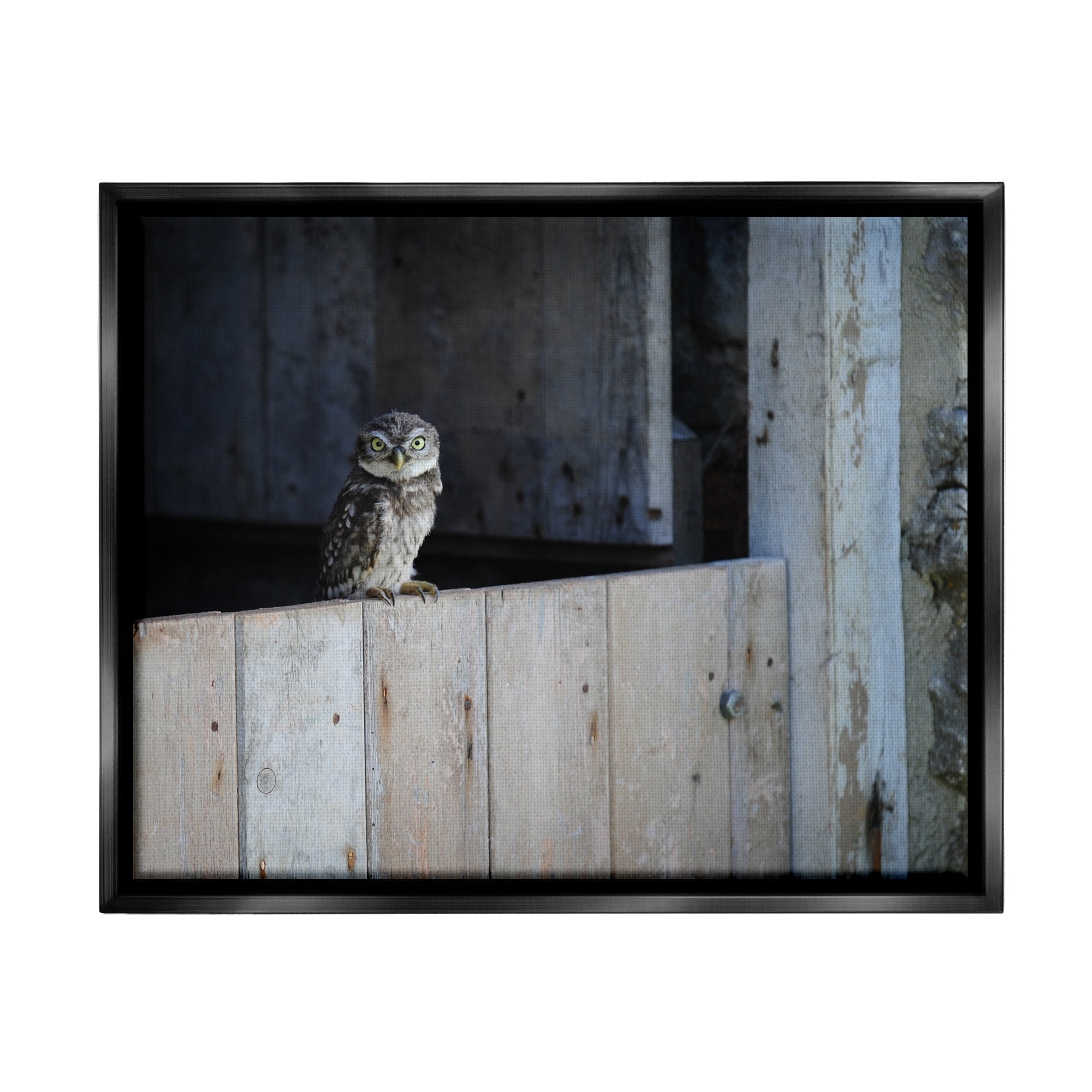 Stupell Industries Perched Owl Rural Barn Ledge Wildlife Photography Photograph Luster Gray Floating Framed Canvas Print Wall Art, Design by James Dobson