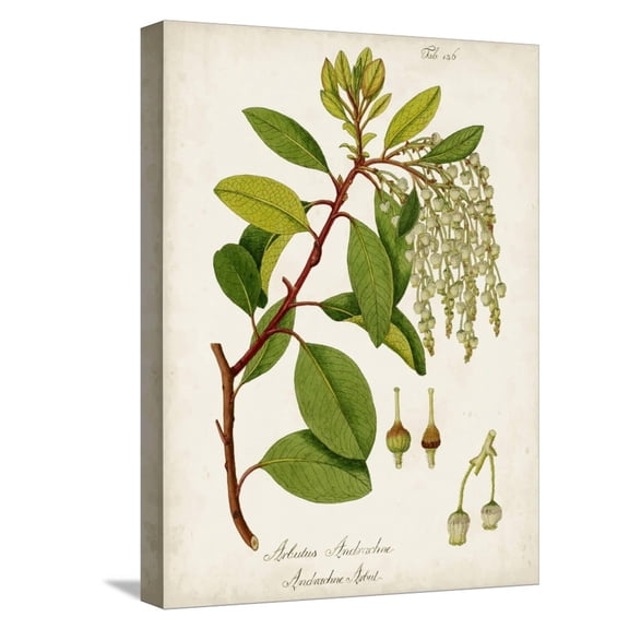 Art.com Antique Greenery III Stretched Canvas Print Wall Art, 12" x 16"