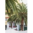 thumbnail image 2 of Bibikow, Walter 23x32 Gold Ornate Wood Framed with Double Matting Museum Art Print Titled - Canary Islands-La Palma Island-Santa Cruz de la Palma-palm tree, 2 of 4