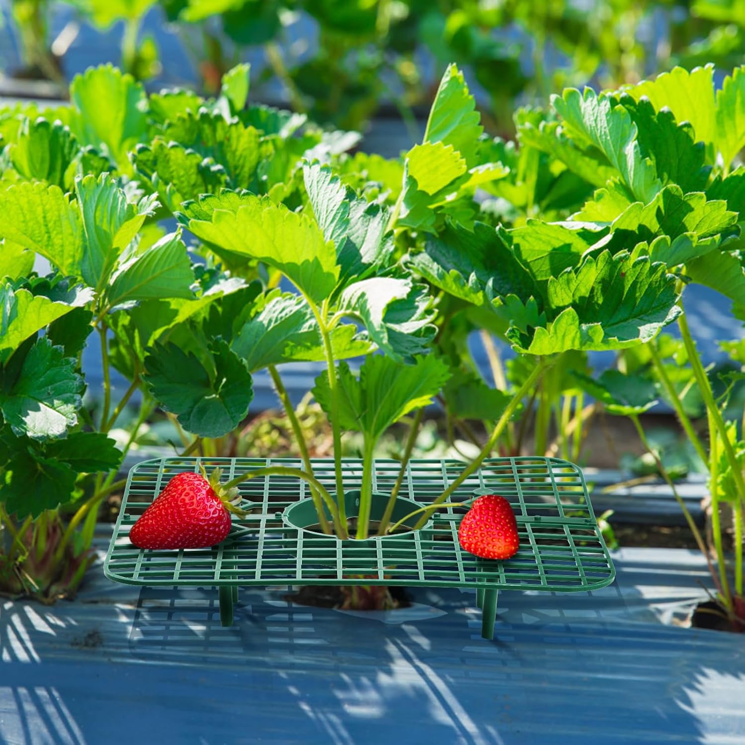 20 Pack Square Strawberry Supports, Strawberry Growing Rack with 4 Sturdy Legs, Plastic Strawberry Plant Stand Holder, Strawberry Growing Frame Holder Cage, Keeping Berries Clean