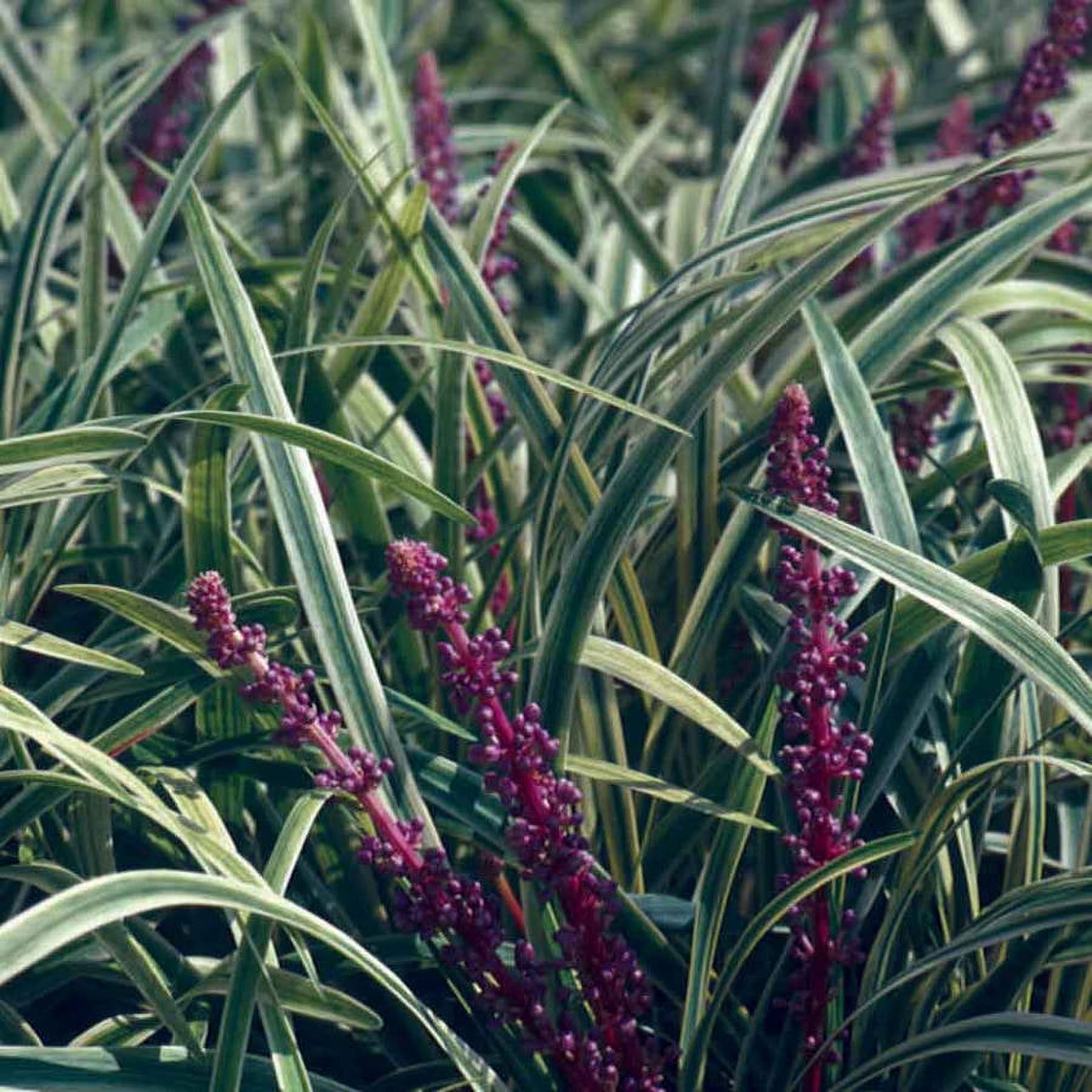 Expert Gardener Variegated Liriope 'Lily Turf' - 18 Pk (3.25 in. Pots) Groundcover - Full Sun to Part Sun Live Plant