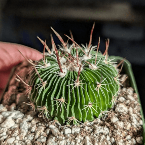 Stenocactus Multicostatus, Brain Cactus in 6" Pot