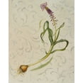 thumbnail image 2 of Pinto, Patricia 26x32 Black Ornate Wood Framed with Double Matting Museum Art Print Titled - Botanica IV, 2 of 4