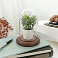 thumbnail image 2 of Plymor 3 inch x 5 inch Glass Display Dome Cloche (Dark Wood Base), 2 of 3